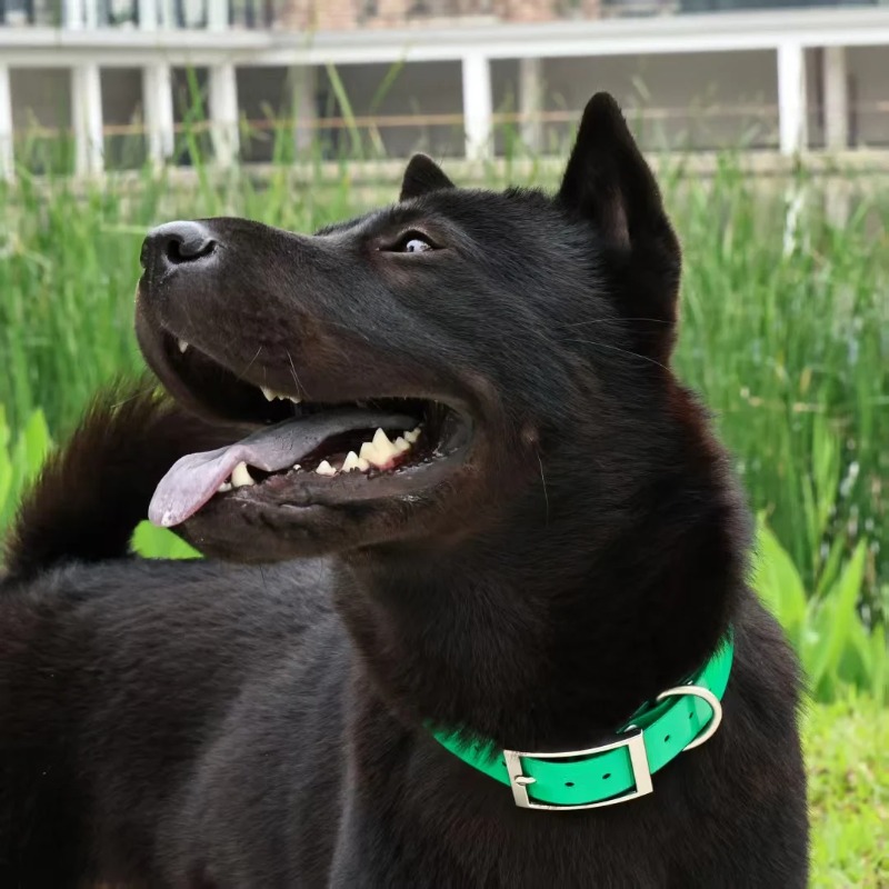 2,5 cm Breites Robustes TPU-Hu – Outdoor Hunting Dogs Bewertung und Preis